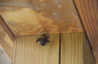 How To Keep Carpenter Bees Away From Your Home - southernliving.com - Georgia