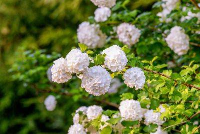 How To Grow And Care For Viburnum - southernliving.com