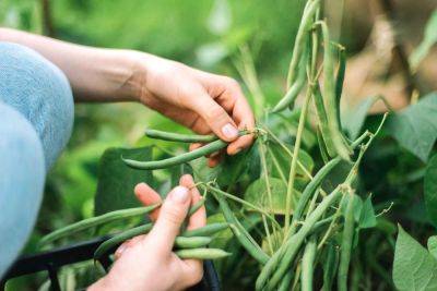 The Best Types Of Garden Beans To Grow In The South - southernliving.com - Usa - Georgia - state Kentucky - state Louisiana - state North Carolina