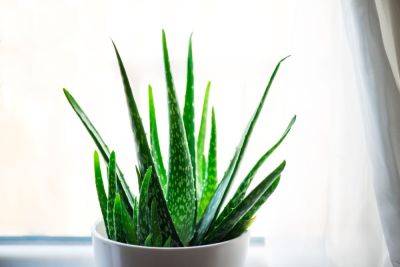 How To Grow And Care For An Aloe Vera Plant - southernliving.com