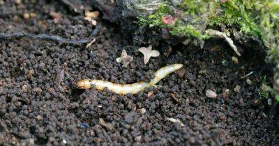 Your gardening questions answered: How can I get rid of wireworms? - irishtimes.com