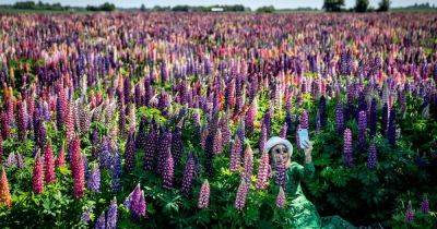 Nigella, lupins and a very special clematis: my blooming June garden makes the toil worth it - irishtimes.com