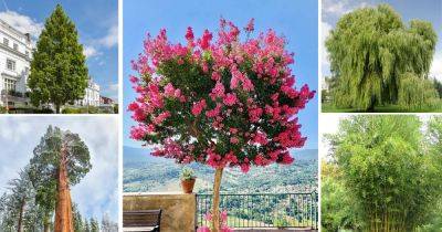 51 Fast Growing Trees in the World - balconygardenweb.com
