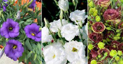 22 Most Beautiful Types of Lisianthus Varieties - balconygardenweb.com