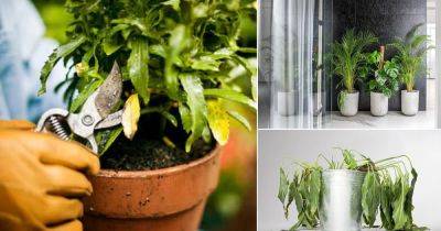 13 Quick Hacks for Dying Plants | How to Save a Dying Plant - balconygardenweb.com