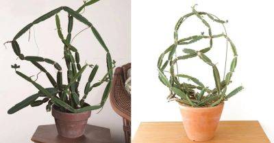 How to Grow Cissus quadrangularis Indoors - balconygardenweb.com