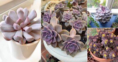 45 Best Purple Succulents | Purple and Green Succulents - balconygardenweb.com