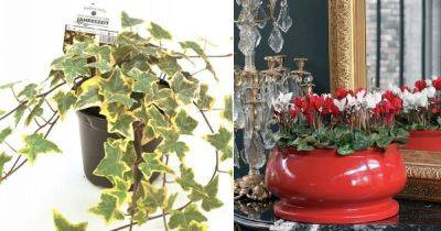11 Best European Houseplants | Indoor Plants Native to Europe - balconygardenweb.com - Britain