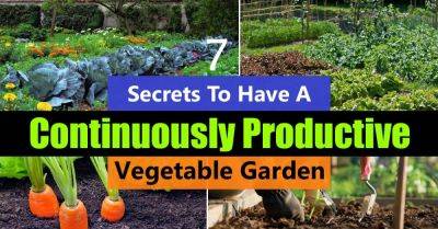 7 Secrets to Have a Continuously Productive Vegetable Garden - balconygardenweb.com