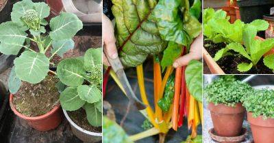 25 Best “Cut and Come Again Vegetables” for a Lot of Harvest! - balconygardenweb.com