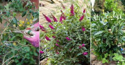 Should I Cut My Butterfly Bush to the Ground? Find Out! - balconygardenweb.com - China