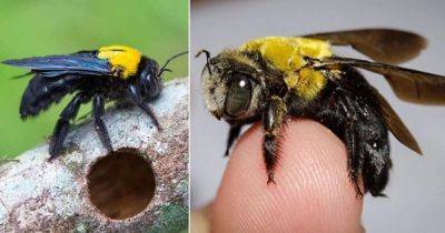 How to Get Rid of Carpenter Bees Naturally - balconygardenweb.com