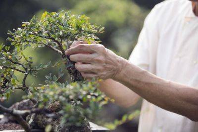 Horticultural Therapy Uses Nature to Help Heal - treehugger.com - Usa