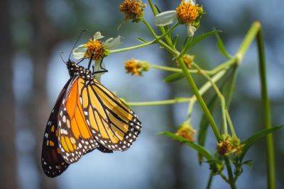 Monarch Butterflies Will Go Extinct if We Don't Take Action Now - treehugger.com - Usa - Canada - Mexico - state California