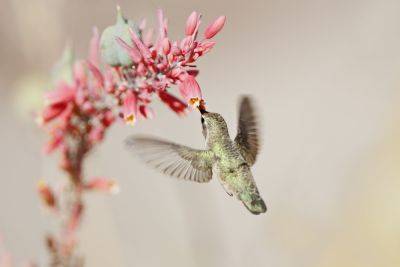 Why Choosing Nectar-Rich Plants for a Garden Is So Important - treehugger.com