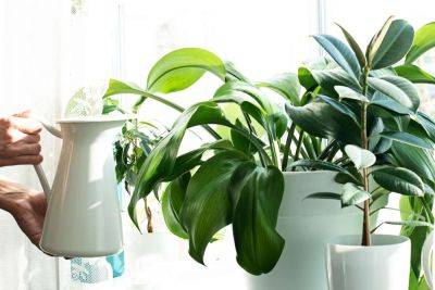Here's What Your Houseplants Need for Spring - treehugger.com