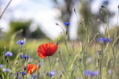 Why Flowering Meadows Are Better Than Lawns - treehugger.com