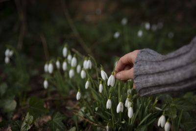 An Ode to the First Signs of Spring in a Garden - treehugger.com - Scotland