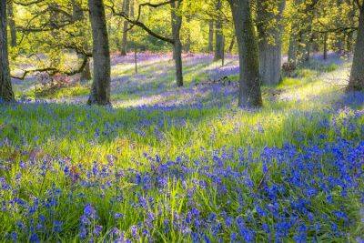 Finding Traces of Lost Habitats Around Us - treehugger.com - Britain