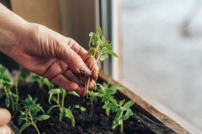 Tips for Sowing Seeds Indoors This Spring - treehugger.com