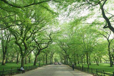 Trees Are a ‘Must-Have’ Medicine When Addressing Mental Health - treehugger.com - Usa - Germany