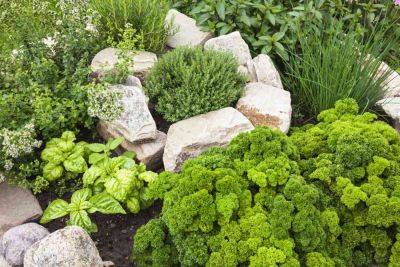 Herb Garden Ideas for New Gardeners - treehugger.com