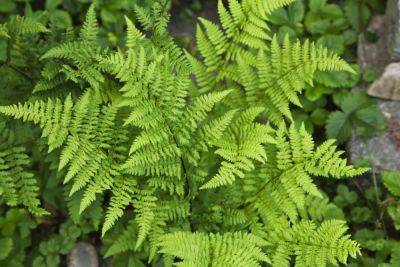 Choosing and Growing Ferns in Your Garden - treehugger.com - Britain