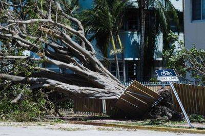The Significance of Trees After Natural Disasters Hit - treehugger.com