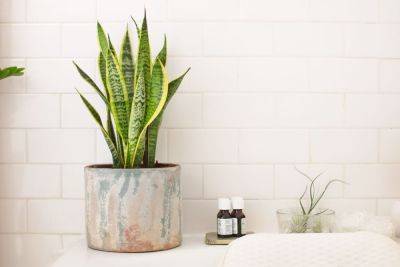 10 Shower Plants That Want to Live in Your Bathroom - treehugger.com