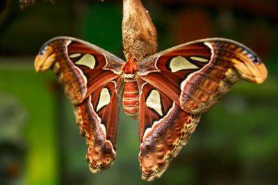 20 Moth Species More Beautiful Than Butterflies - treehugger.com - Madagascar