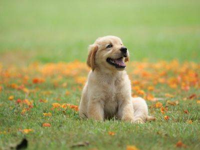 Preparing a Garden for a Puppy - treehugger.com