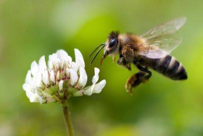 Why Some Bees Are Endangered and What We Can Do to Help - treehugger.com - Usa