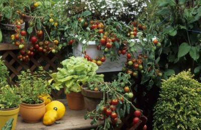 Expert Tips for a Sustainable Container Garden - treehugger.com