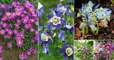 16 Best Purple and Yellow Flowers - balconygardenweb.com