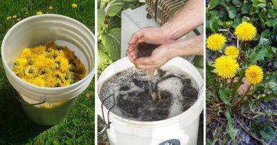 DIY Dandelion Fertilizer Recipes | Fertilizer Made From Weeds - balconygardenweb.com