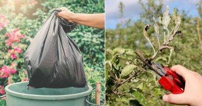 How to Dispose of Diseased Plants and Weeds | 3 Important Tips - balconygardenweb.com