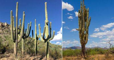 16 Mind Blowing Saguaro Cactus Facts - balconygardenweb.com - Usa - Mexico - state California - state Arizona