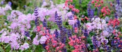 How to keep your border looking good for longer - gardenersworld.com - Turkey