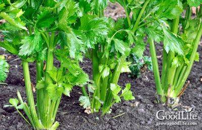 How to Grow Celery - growagoodlife.com - Usa
