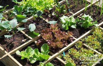 How to Build a Square Foot Garden - growagoodlife.com