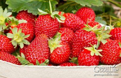How to Grow Strawberries - growagoodlife.com - Usa
