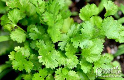 How to Grow Cilantro (Coriander) - growagoodlife.com - Mexico