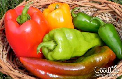 How to Grow Peppers - growagoodlife.com