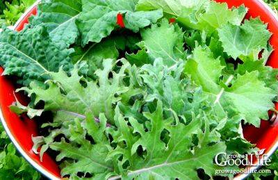 How to Grow Kale - growagoodlife.com - Greece - city Rome - city Brussels