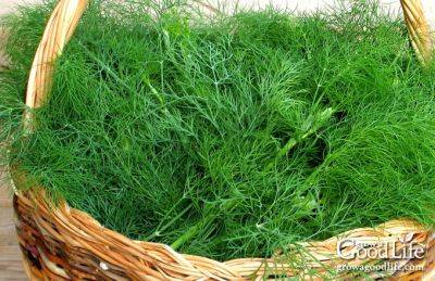 How to Grow Dill - growagoodlife.com - India