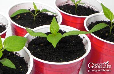 Recycled Seed Starting Containers for Gardening - growagoodlife.com