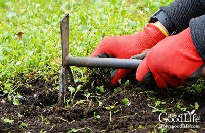 Natural Weed Control in the Vegetable Garden - growagoodlife.com
