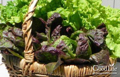 How to Grow Lettuce - growagoodlife.com - Egypt