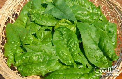 How to Grow Spinach - growagoodlife.com