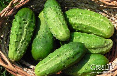 How to Grow Cucumbers - growagoodlife.com - India